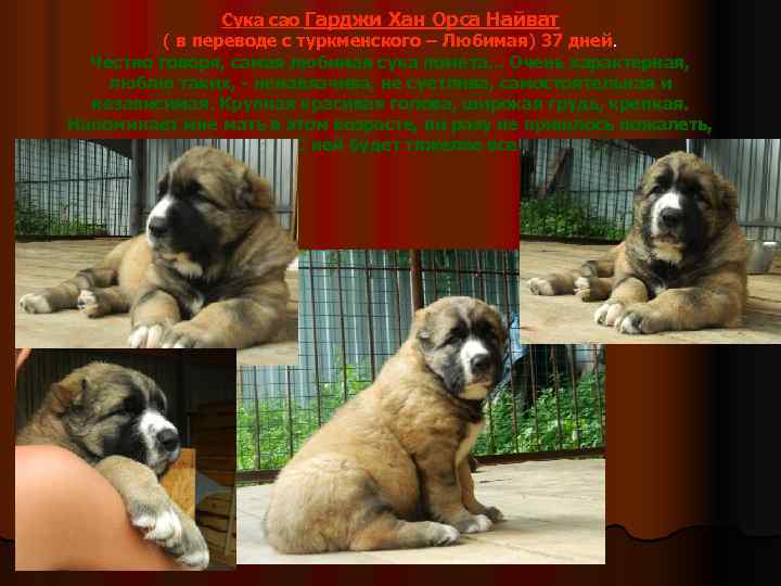    Сука сао Гарджи Хан Орса Найват  ( в переводе с