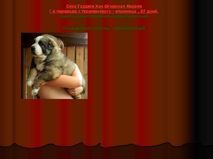   Сука Гарджи Хан Огненная Кераяк ( в переводе с туркменского - упрямица