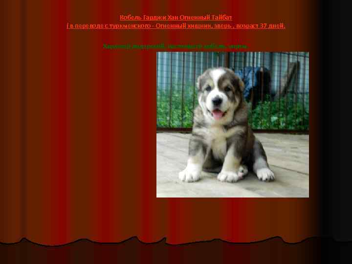    Кобель Гарджи Хан Огненный Тайбат ( в переводе с туркменского -