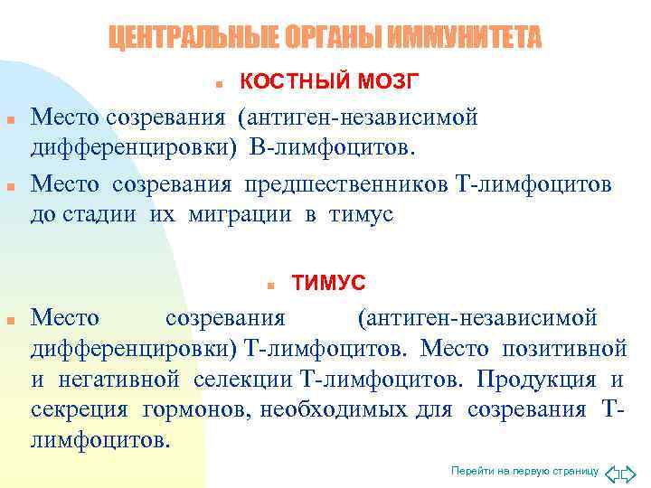    ЦЕНТРАЛЬНЫЕ ОРГАНЫ ИММУНИТЕТА    n  КОСТНЫЙ МОЗГ n