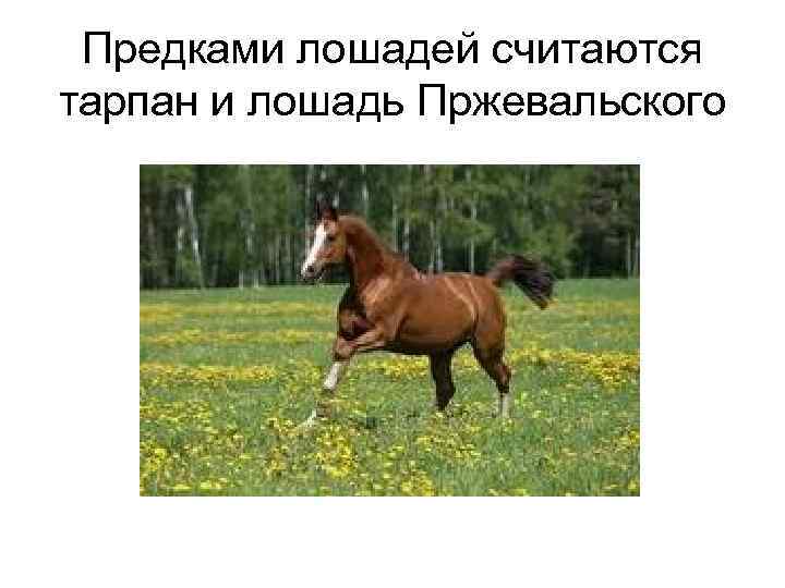  Предками лошадей считаются тарпан и лошадь Пржевальского 