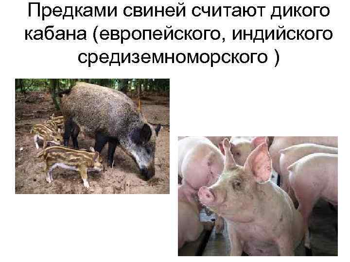 Предками свиней считают дикого кабана (европейского, индийского  средиземноморского ) 
