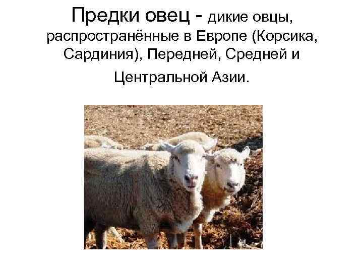  Предки овец - дикие овцы,  распространённые в Европе (Корсика, Сардиния), Передней,