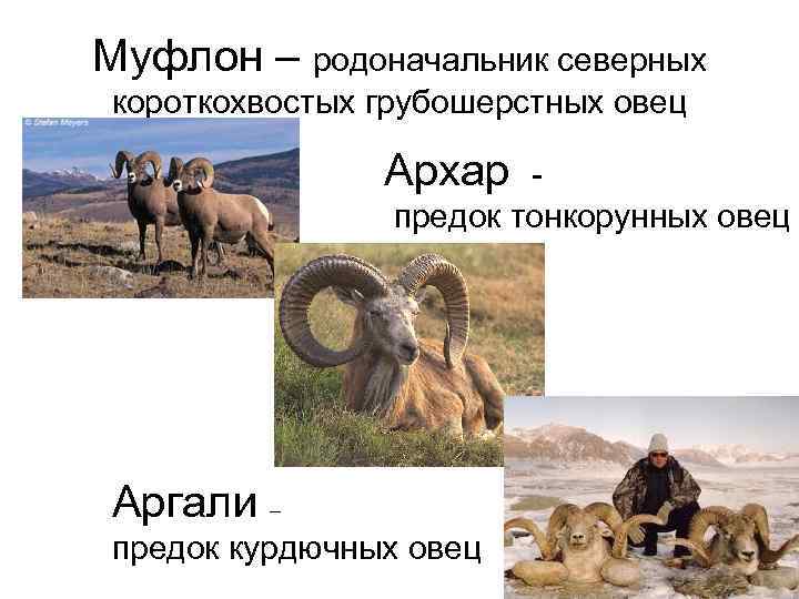 Муфлон – родоначальник северных короткохвостых грубошерстных овец   Архар -   предок