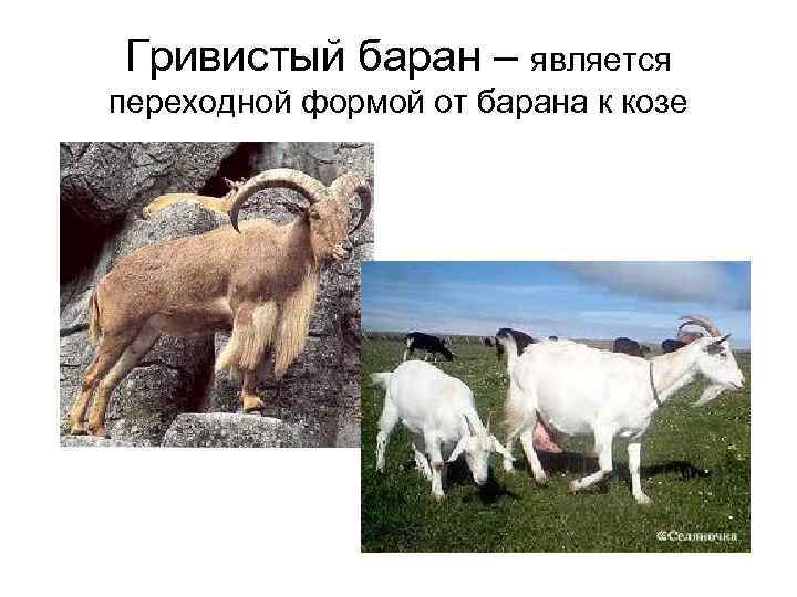 Гривистый баран – является переходной формой от барана к козе 