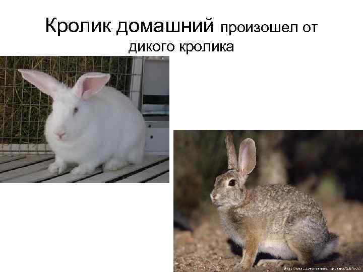 Кролик домашний произошел от   дикого кролика 