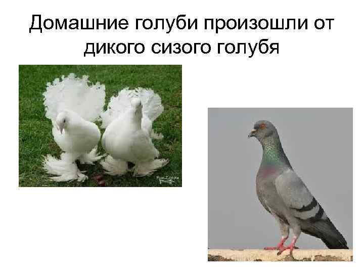 Домашние голуби произошли от дикого сизого голубя 