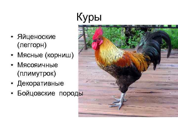    Куры  • Яйценоские  (леггорн) • Мясные (корниш) • Мясояичные