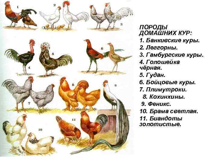  • ПОРОДЫ  ДОМАШНИХ КУР:  • 1. Банкивские куры. • 2. Леггорны.