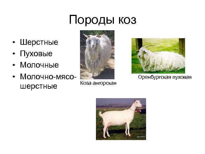     Породы коз  •  Шерстные •  Пуховые •
