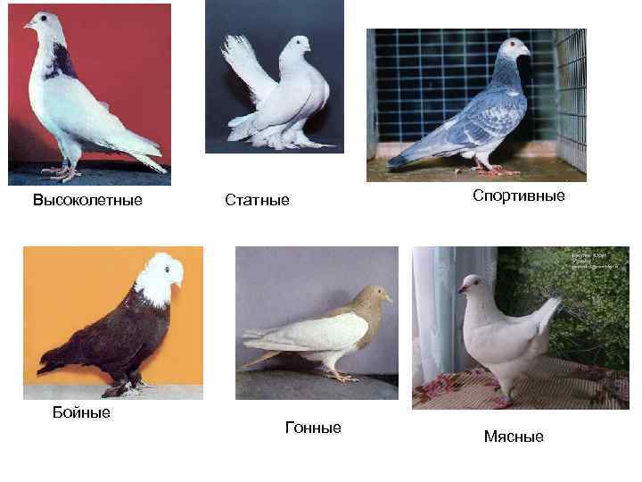 Высоколетные  Статные   Спортивные  Бойные    Гонные  