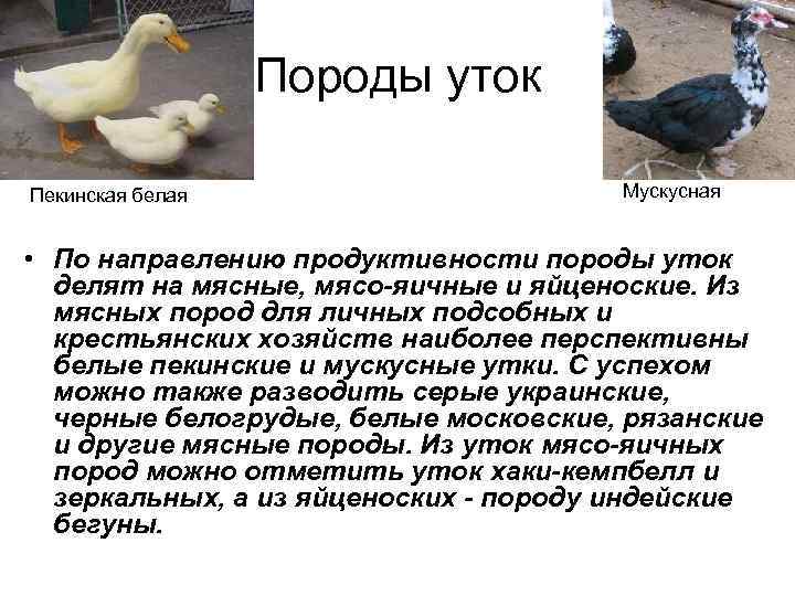    Породы уток Пекинская белая    Мускусная • По направлению
