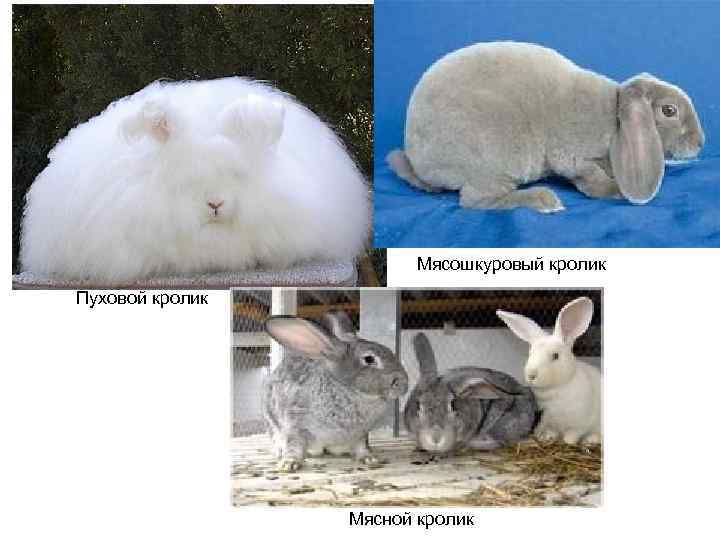     Мясошкуровый кролик Пуховой кролик     Мясной кролик