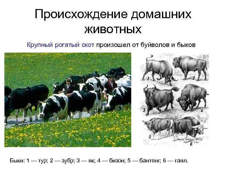 Заполните схему крупный рогатый скот