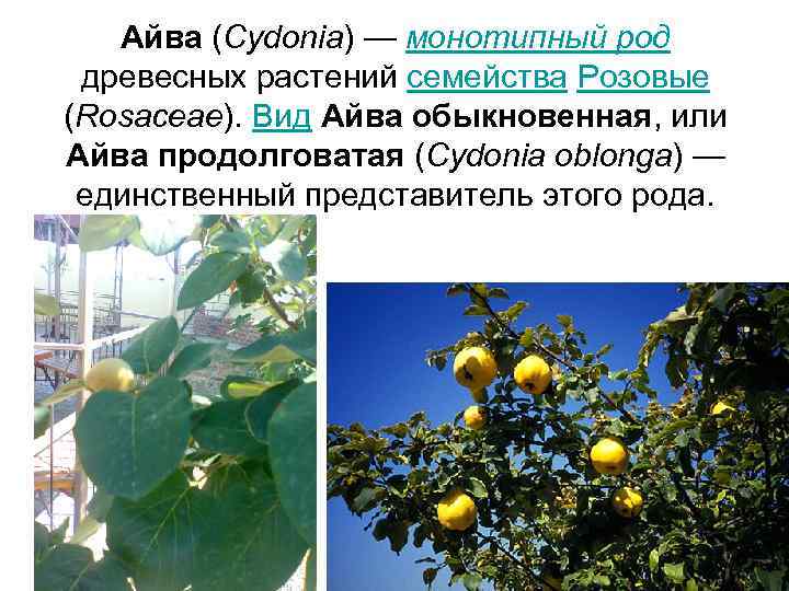   Айва (Cydonia) — монотипный род  древесных растений семейства Розовые (Rosaceae). Вид