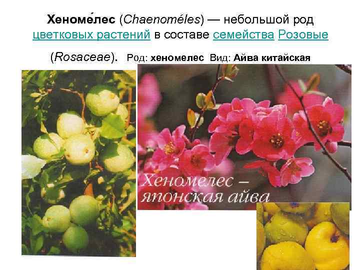  Хеноме лес (Chaenoméles) — небольшой род цветковых растений в составе семейства Розовые 