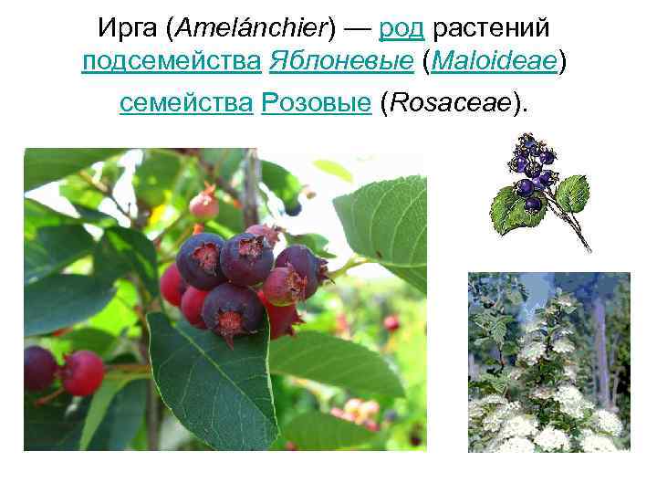  Ирга (Amelánchier) — род растений подсемейства Яблоневые (Maloideae)  семейства Розовые (Rosaceae). 