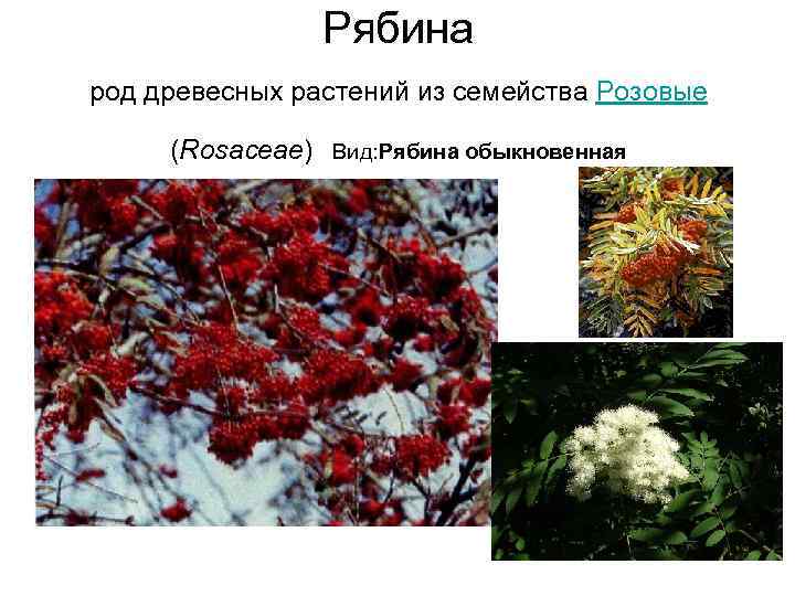    Рябина род древесных растений из семейства Розовые  (Rosaceae) Вид: Рябина