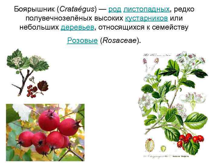 Особенности плодовых растений