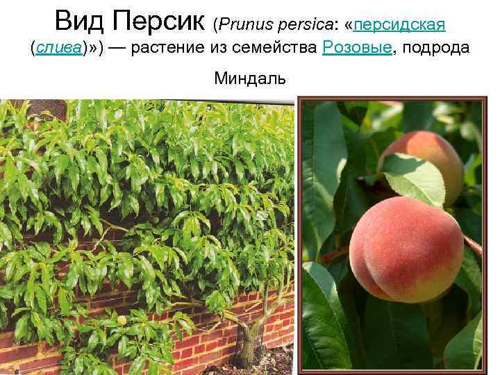  Вид Персик (Prunus persica:  «персидская (слива)» ) — растение из семейства Розовые,