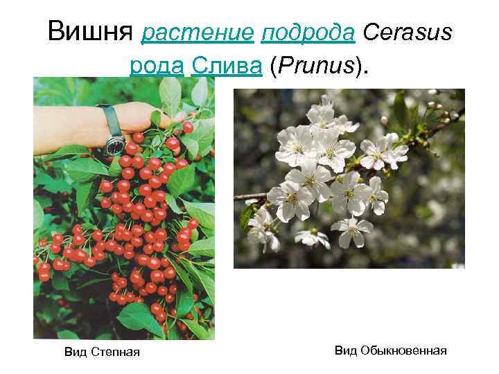 Вишня растение подрода Cerasus  рода Слива (Prunus).  Вид Степная   Вид