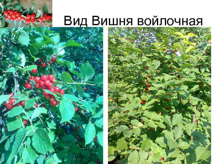    Вид Вишня войлочная 