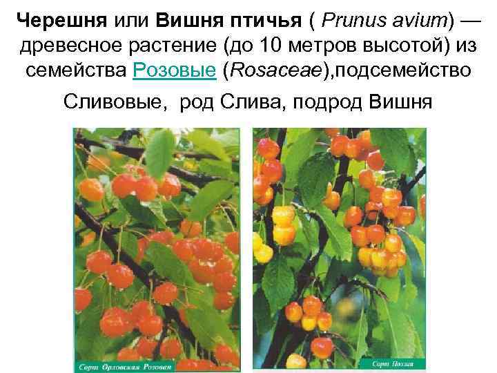 Черешня или Вишня птичья ( Prunus avium) — древесное растение (до 10 метров высотой)