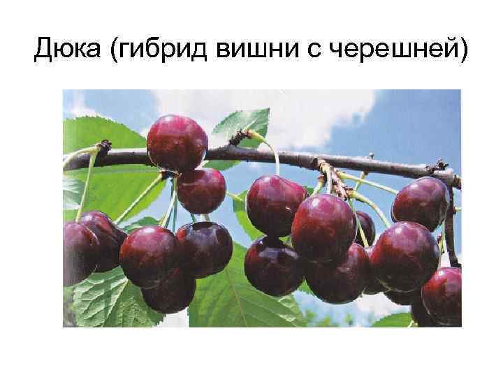 Дюка (гибрид вишни с черешней) 
