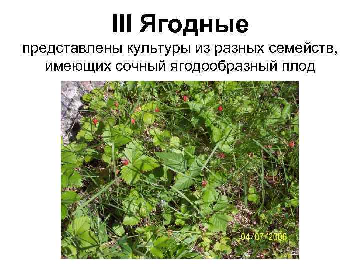   III Ягодные представлены культуры из разных семейств, имеющих сочный ягодообразный плод 