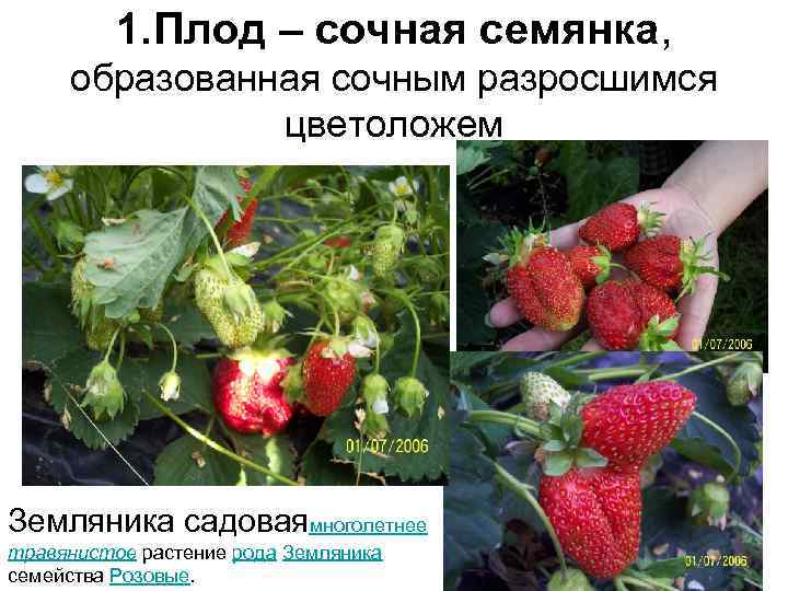    1. Плод – сочная семянка,  образованная сочным разросшимся  