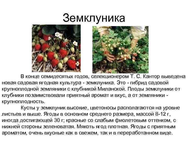      Земклуника  В конце семидесятых годов, селекционером Т. С.