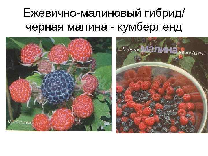 Ежевично-малиновый гибрид/ черная малина - кумберленд 