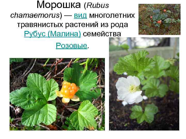  Морошка (Rubus chamaemorus) — вид многолетних  травянистых растений из рода Рубус (Малина)