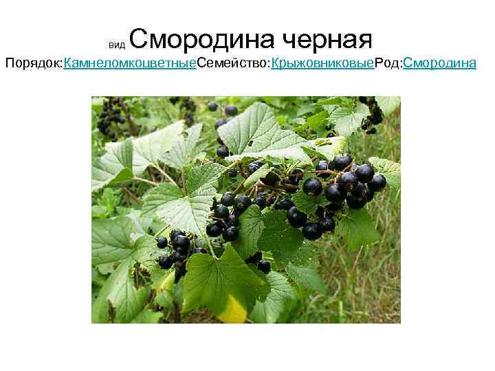    вид  Смородина черная Порядок: Камнеломкоцветные. Семейство: Крыжовниковые. Род: Смородина 