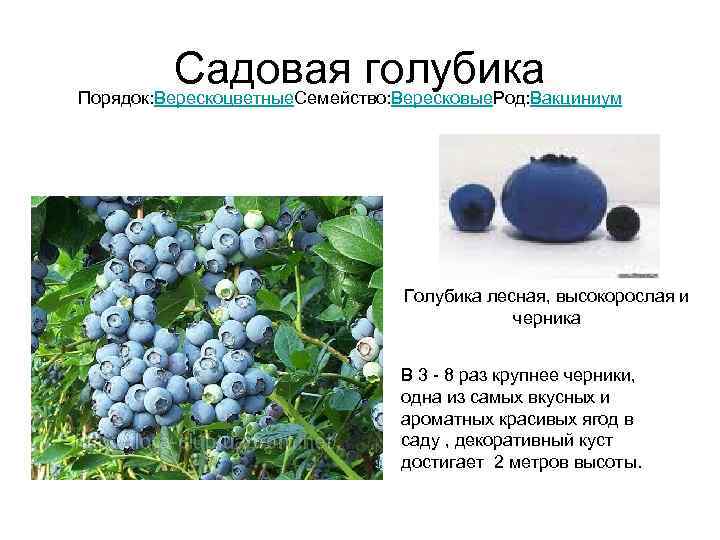    Садовая голубика Порядок: Верескоцветные. Семейство: Вересковые. Род: Вакциниум   