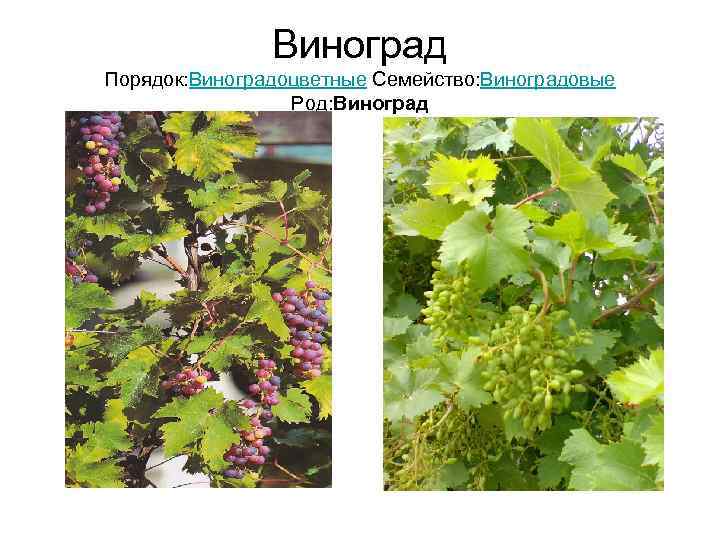     Виноград Порядок: Виноградоцветные Семейство: Виноградовые   Род: Виноград 