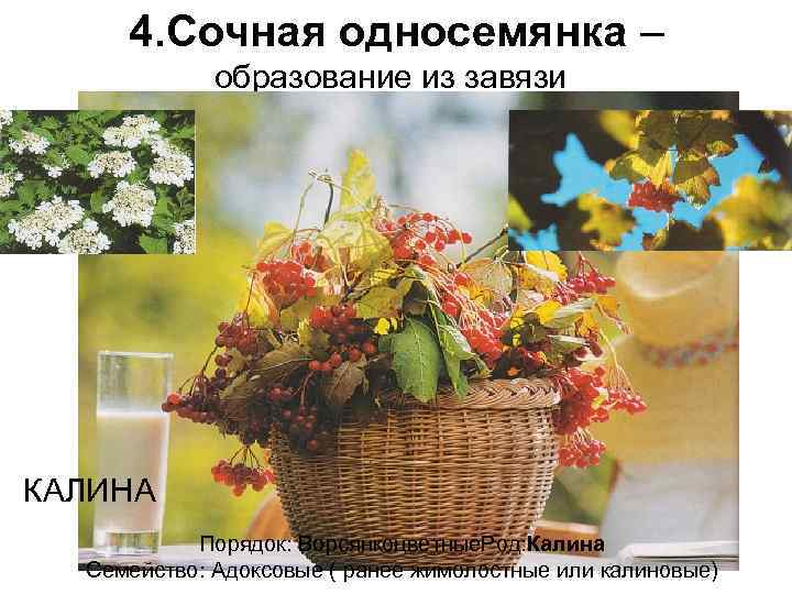  4. Сочная односемянка –    образование из завязи КАЛИНА  