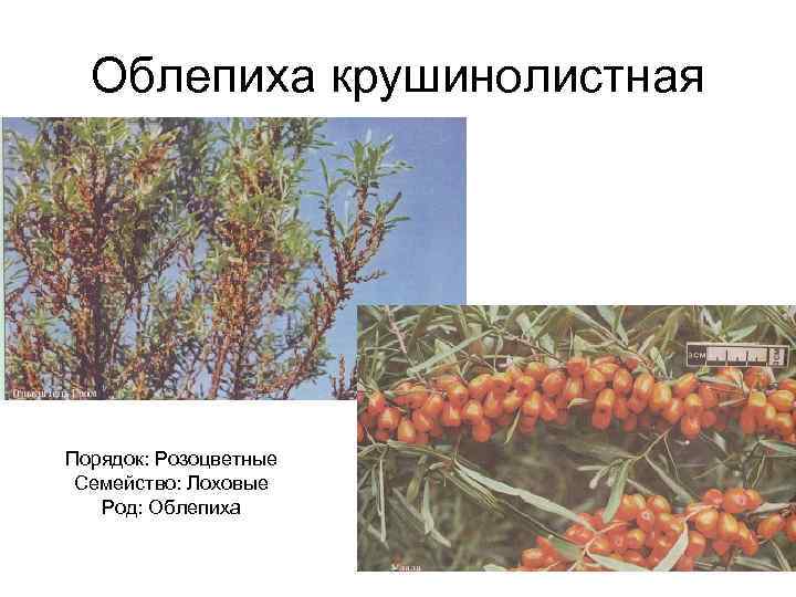  Облепиха крушинолистная Порядок: Розоцветные Семейство: Лоховые  Род: Облепиха 