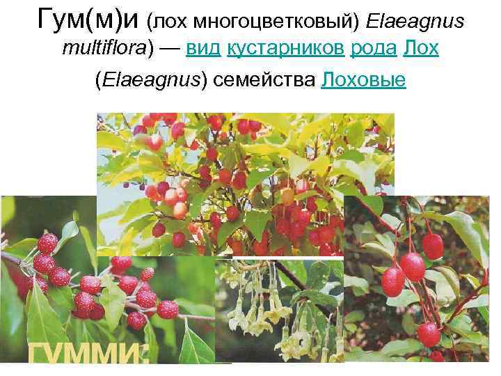 Гум(м)и (лох многоцветковый) Elaeagnus  multiflora) — вид кустарников рода Лох  (Elaeagnus) семейства