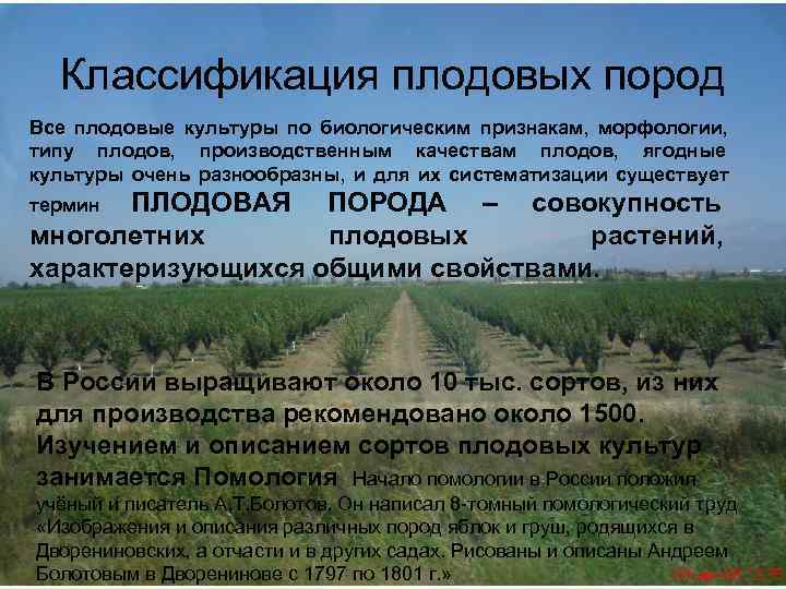  Классификация плодовых пород Все плодовые культуры по биологическим признакам, морфологии, типу плодов, производственным