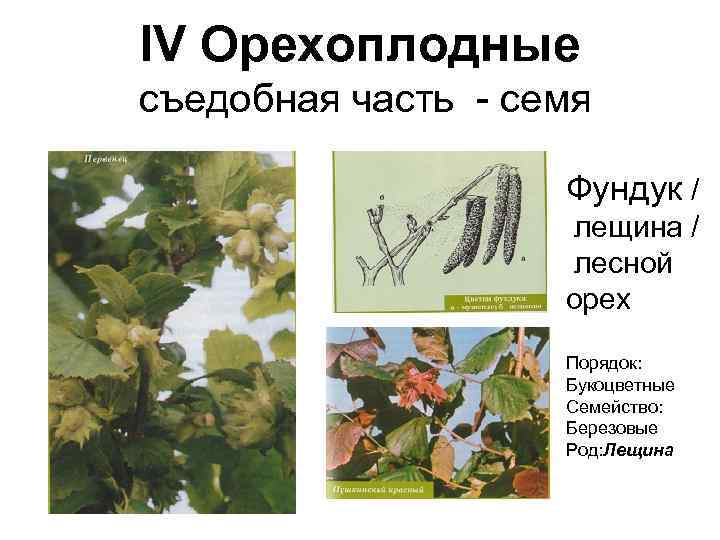 IV Орехоплодные  съедобная часть - семя    Фундук /  