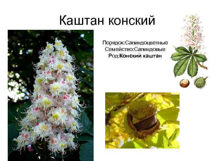 Каштан конский  Порядок: Сапиндоцветные  Семейство: Сапиндовые   Род: Конский каштан 
