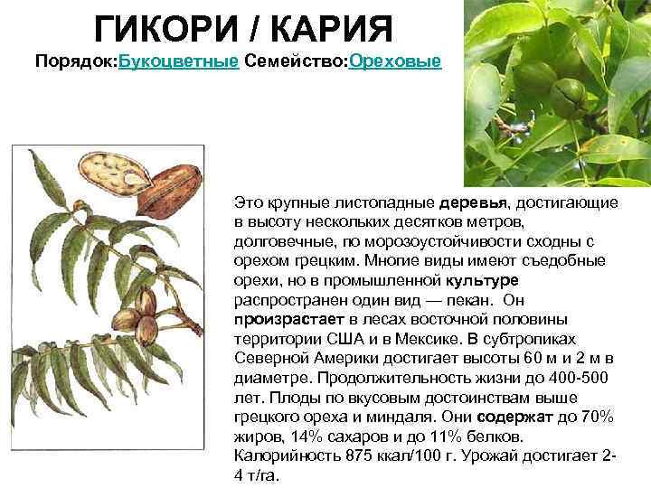  ГИКОРИ / КАРИЯ Порядок: Букоцветные Семейство: Ореховые    Это крупные листопадные