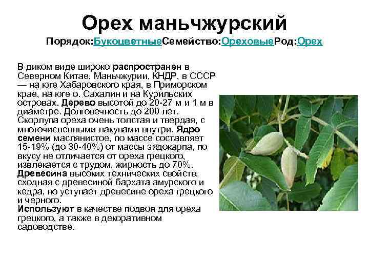    Орех маньчжурский  Порядок: Букоцветные. Семейство: Ореховые. Род: Орех В диком