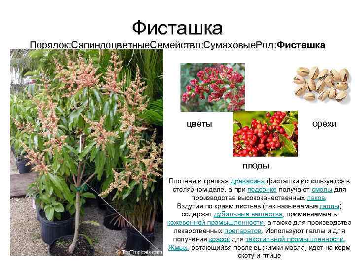    Фисташка Порядок: Сапиндоцветные. Семейство: Сумаховые. Род: Фисташка    