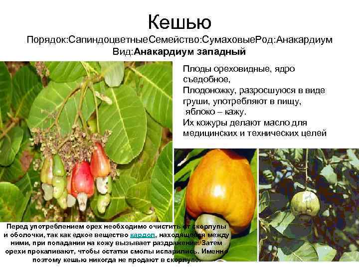        Кешью  Порядок: Сапиндоцветные. Семейство: Сумаховые. Род: