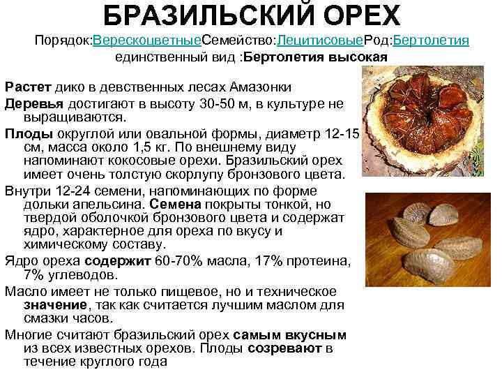    БРАЗИЛЬСКИЙ ОРЕХ Порядок: Верескоцветные. Семейство: Лецитисовые. Род: Бертолетия   единственный