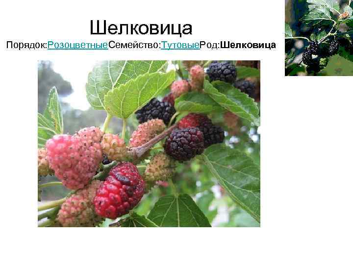     Шелковица Порядок: Розоцветные. Семейство: Тутовые. Род: Шелковица 