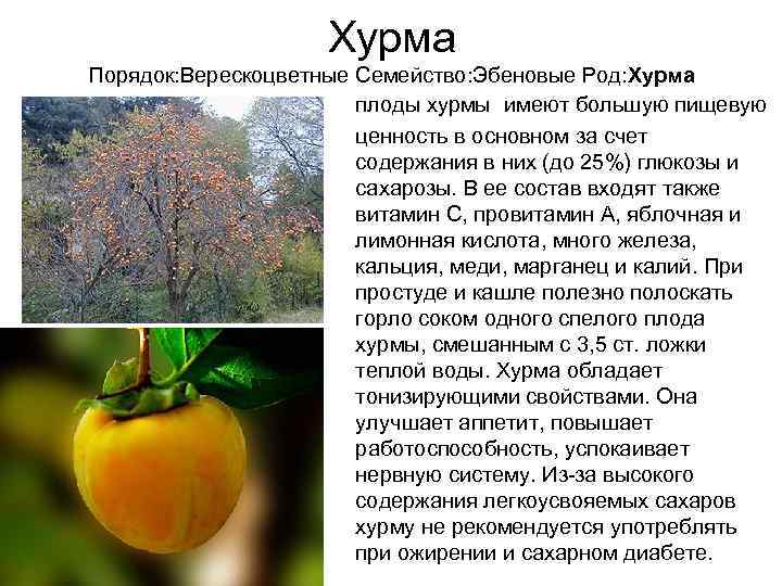 Болезни хурмы описание с фотографиями