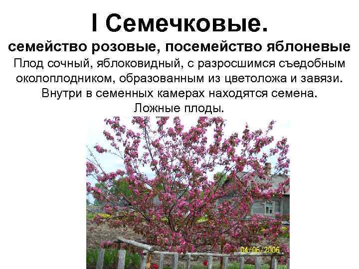   I Семечковые. семейство розовые, посемейство яблоневые Плод сочный, яблоковидный, с разросшимся съедобным